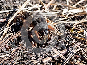 Close-up shot of the European mole cricket Gryllotalpa gryllotalpa above ground in sunlight digging its way into the ground