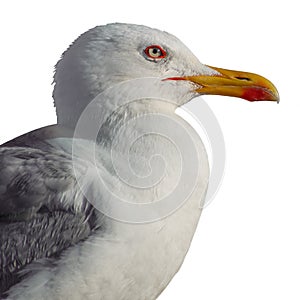 Close-up shot of european seagull isolated on white background, side view. Blank for collages, sets, artwork photo