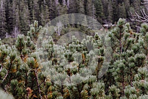 Close up shot of evergreen trees in the forest