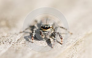 A close up shot of the eyes of a Jumping Spider Marpissa muscosa waiting to pounce on its next meal.