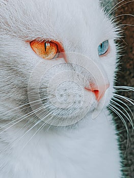 Close up shot on the face of a heterochromatic cat with color white, orange and blue different eyes