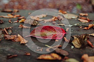 A close up shot of a fallen red leaf on a wooden table in a park in autumn surrended with sere brown leaves photo