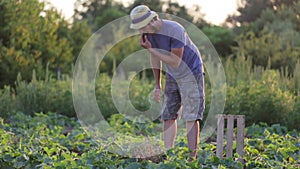 Close-up shot of farmer picking cucumber on organic farm