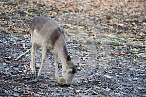 Close-up shot of a fawn grazing the foliage