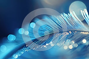 A close-up shot of a feather with water droplets