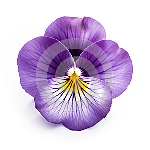 close-up shot features a vibrant violet pansy isolated on a clean white background.