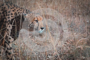 Close up shot of a feisty African leopard in South African Savannah photo