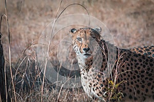 Close up shot of a feisty African leopard in South African Savannah photo