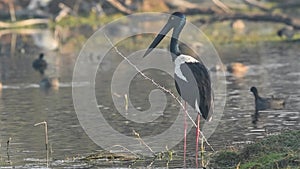 Close up shot of female Black necked stork in open field or wetland and later flying or leaving area at keoladeo national park or