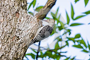 Close up shot of female Red-bellied woodpecker catching Hogna spider
