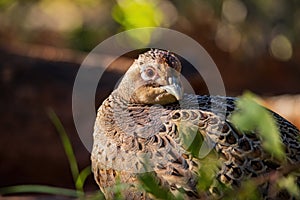 Close up shot of female Ring Necked Pheasant