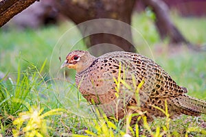 Close up shot of female Ring Necked Pheasant