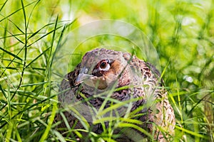 Close up shot of female Ring Necked Pheasant