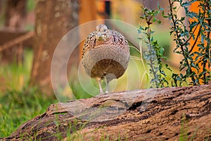 Close up shot of female Ring Necked Pheasant