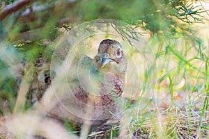 Close up shot of female Ring Necked Pheasant