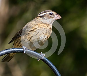 Close-up shot of a female Rose-Breasted Grosbeak, Clarksville, Tennessee