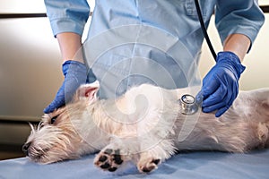 Close up shot of Female veterinarian with the help of a stethoscope examines the jack russell dog in clinic, health care