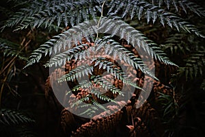 Close-up shot of fern leaves in a forest photo
