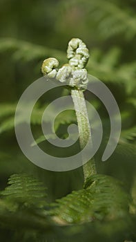 Close-up shot of a fern tree showcasing the lush, vibrant green leaves and the emerging buds