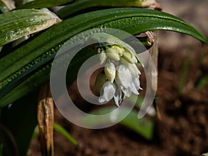 Close-up shot of the few-flowered garlic or few-flowered leek (Allium paradoxum) flowering with small white flowers