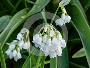 Close-up shot of few-flowered garlic or few-flowered leek Allium paradoxum flowering with white flowers in summer surrounded photo