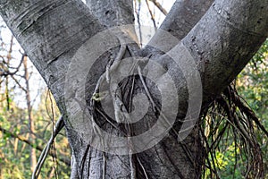 A close up shot of Ficus religiosa tree trunk.It is also known as the bodhi tree, pippala tree, peepul tree, peepal tree or