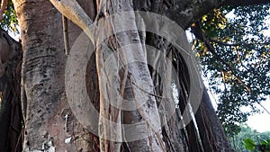 A close up shot of Ficus religiosa tree trunk.It is also known as the bodhi tree, pippala tree, peepul tree, peepal tree or