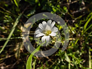 Close-up shot of the field chickweed or field mouse-ear (Cerastium arvense) flowering with upright, white flower