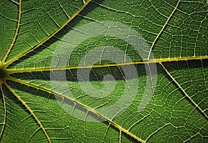 Close up shot of fig leaf - very interesting natural texture and backgrouPart of old wooden surface as a beautiful natural texture