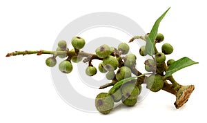 Close up shot of figs.