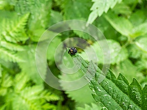 Close-up shot of the figwort weevil Cionus scrophulariae sitting on a green leaf. Dark coloured, almost black, covered in a