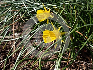 Close-up shot of the fine variety of hoop-petticoat daffodil Narcissus bulbocodium subsp. obesus with one bright yellow flower per