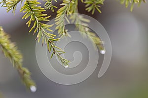 Close up shot of Fir needles with water droplets