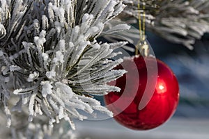 Close up shot of a fir twig covered with snow and single shiny red Christmas ball decoration hanging off a Christmas fir tree