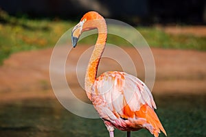 Close up shot of Flamingo