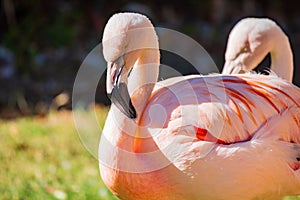 Close up shot of Flamingo