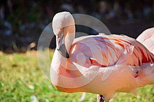 Close up shot of Flamingo