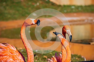 Close up shot of Flamingo