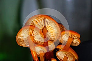 Close-up shot of Flammulina velutipes in the forest