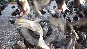 Close up shot of a flock of pigeons feeding in the park