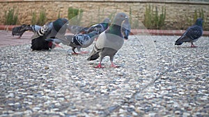 Close-up shot of a flock of pigeons feeding in the park