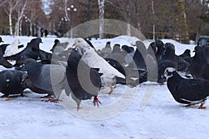 Close-up shot of a flock of pigeons roaming around on the snowy ground in a park in winter