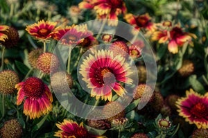 Close-up shot of a flower in a flower bed - Indian Blanket Wildflower