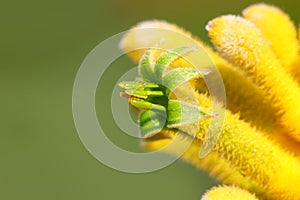 Close up shot flower Pollen and Stamen