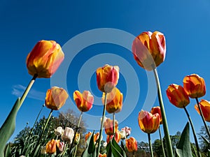 Close-up shot of a flowerbed with blooming orange and red bicolor tulips with bright blue sky in background