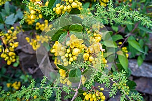 Close up shot of flowers ,seeds and leaves of Berberis darwinii, DarwinÃ¢â¬â¢s barberry, is a species of flowering plant in the photo