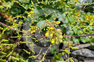 Close up shot of flowers ,seeds and leaves of Berberis darwinii, DarwinÃ¢â¬â¢s barberry, is a species of flowering plant in the photo