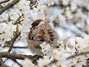 Close-up shot of the fluffy Eurasian tree sparrow (Passer montanus) sitting on a branch among fruit tree blossoms