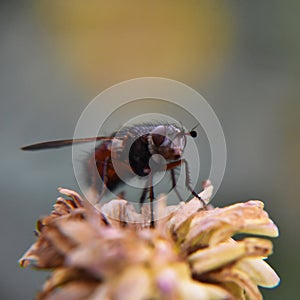 Close-up shot of a fly on a faded droop Chrysanthemum flower in the garden