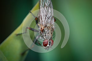 Close up shot of a fly on a leaf